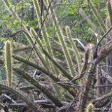 Leptocereus maxonii Parc Nal Baracoa Stgo Ardisson_b_600.jpg